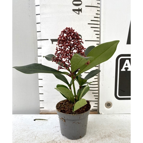 11 - EIGHTEEN RED SKIMMIA JAPONICA PLANTS IN 7CM POTS. APPROX 30CM IN HEIGHT TO BE SOLD FOR THE EIGHTEEN