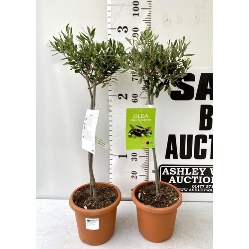 14 - TWO SMALL ITALIAN OLIVE OLEA TREES APPROX 90CM IN HEIGHT. IN 4 LTR POTS, TO BE SOLD FOR THE TWO NO V... 