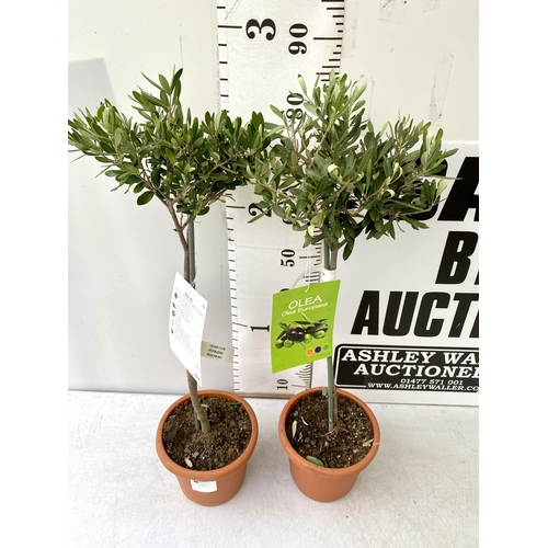 14 - TWO SMALL ITALIAN OLIVE OLEA TREES APPROX 90CM IN HEIGHT. IN 4 LTR POTS, TO BE SOLD FOR THE TWO NO V... 