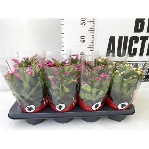 18 - EIGHT CHRISTMAS CACTUS SCHLUMBERGERA IN MIXED COLOURS. APPROX 30CM IN HEIGHT ON A TRAY IN 1.5 LTR PO... 