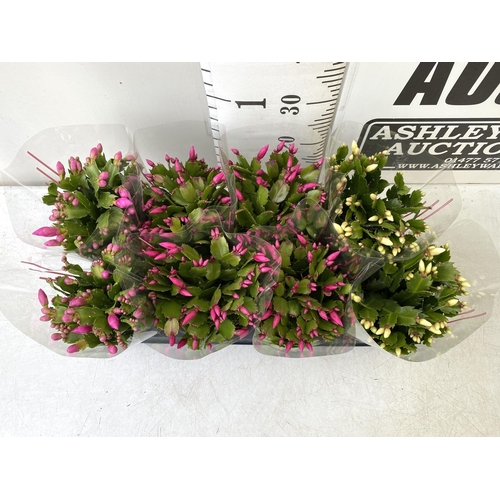 18 - EIGHT CHRISTMAS CACTUS SCHLUMBERGERA IN MIXED COLOURS. APPROX 30CM IN HEIGHT ON A TRAY IN 1.5 LTR PO... 