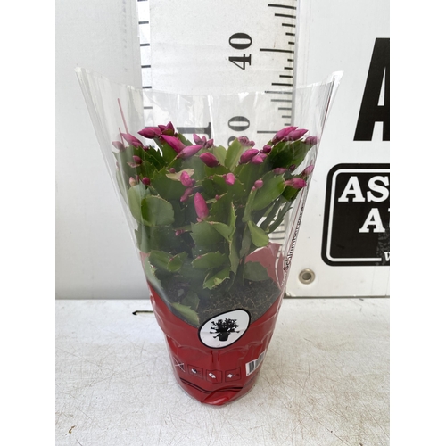 18 - EIGHT CHRISTMAS CACTUS SCHLUMBERGERA IN MIXED COLOURS. APPROX 30CM IN HEIGHT ON A TRAY IN 1.5 LTR PO... 