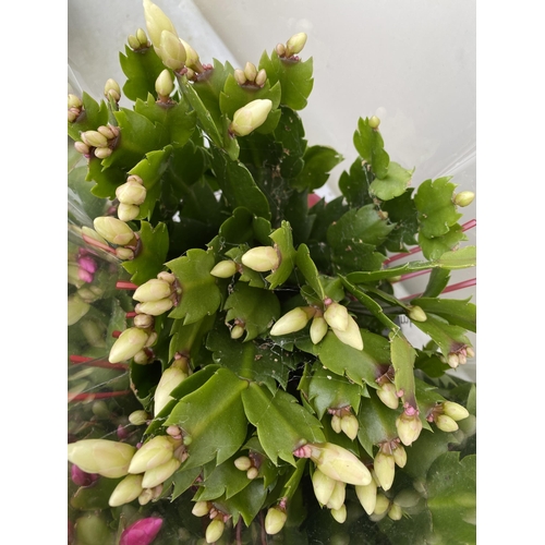 18 - EIGHT CHRISTMAS CACTUS SCHLUMBERGERA IN MIXED COLOURS. APPROX 30CM IN HEIGHT ON A TRAY IN 1.5 LTR PO... 