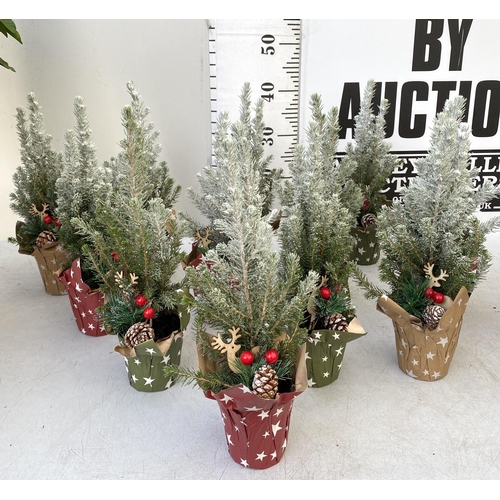 20 - TWELVE CHRISTMAS CONIFER PLANTS GIFT WRAPPED WITH CHRISTMAS ACCESSORIES. APPROX 40CM IN HEIGHT ON A ... 