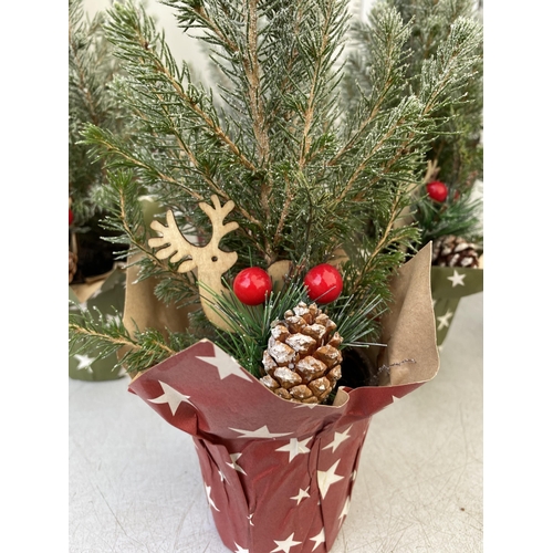 20 - TWELVE CHRISTMAS CONIFER PLANTS GIFT WRAPPED WITH CHRISTMAS ACCESSORIES. APPROX 40CM IN HEIGHT ON A ... 