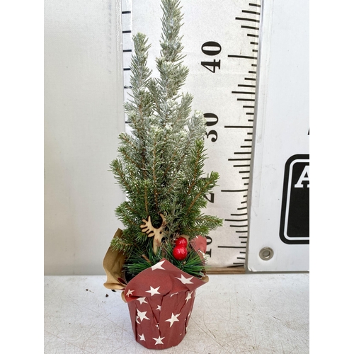 20 - TWELVE CHRISTMAS CONIFER PLANTS GIFT WRAPPED WITH CHRISTMAS ACCESSORIES. APPROX 40CM IN HEIGHT ON A ... 