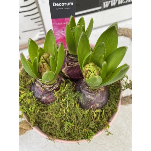 21 - THREE DECORATIVE ENAMEL PAILS FILLED WITH DIFFERENT COLOURED HYACINTHUS BULBS. PAILS WITH BULBS MEAS... 