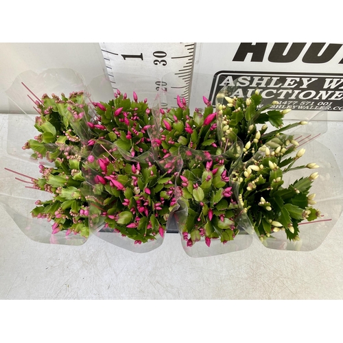 225 - EIGHT CHRISTMAS CACTUS SCHLUMBERGERA IN MIXED COLOURS. APPROX 30CM IN HEIGHT ON A TRAY IN 1.5 LTR PO... 