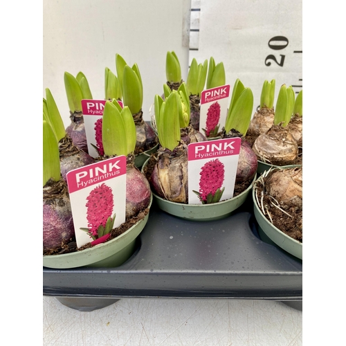 226 - TWELVE MIXED COLOUR HYACINTH BULBS IN 9CM POTS. CARDED, ON A TRAY TO BE SOLD FOR THE TWELVE