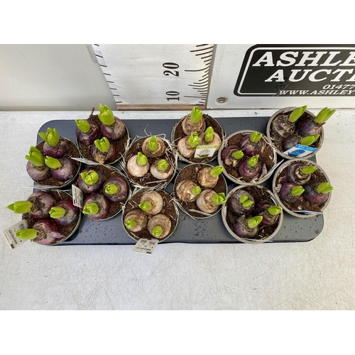 227 - TWELVE MIXED COLOUR HYACINTH BULBS IN 9CM POTS. CARDED, ON A TRAY TO BE SOLD FOR THE TWELVE