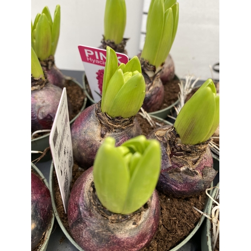 227 - TWELVE MIXED COLOUR HYACINTH BULBS IN 9CM POTS. CARDED, ON A TRAY TO BE SOLD FOR THE TWELVE