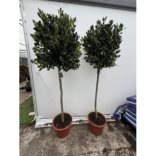 3 - A PAIR OF LARGE STANDARD HOLLY ILEX AQUIFOLIUM J C VAN TOLL TREES OVER 200CM. IN A 20 LITRE POT WITH... 