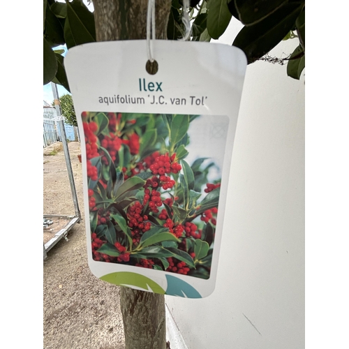 3 - A PAIR OF LARGE STANDARD HOLLY ILEX AQUIFOLIUM J C VAN TOLL TREES OVER 200CM. IN A 20 LITRE POT WITH... 