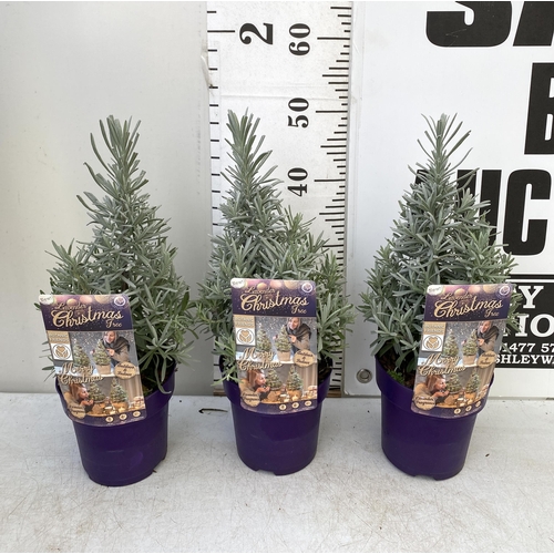 34 - THREE LAVENDER CHRISTMAS TREE PLANTS APPROX 50CM IN HEIGHT. IN 2 LTR POTS, TO BE SOLD FOR THE THREE