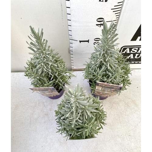 34 - THREE LAVENDER CHRISTMAS TREE PLANTS APPROX 50CM IN HEIGHT. IN 2 LTR POTS, TO BE SOLD FOR THE THREE