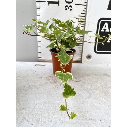 36 - EIGHTEEN VARIEGATED TRAILING IVY PLANTS IN 6CM POTS ON A TRAY. TO BE SOLD FOR THE EIGHTEEN