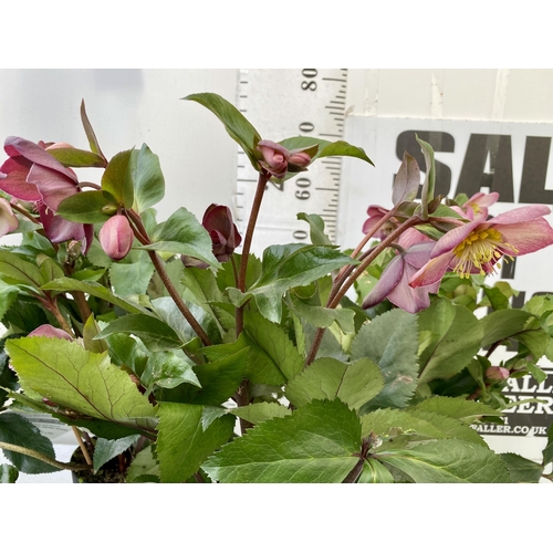 38 - THREE LARGE DARK PINK HELLEBORES 'ICE AND ROSE' IN 2 LTR POTS. APPROX 60CM IN HEIGHT IN FULL BLOOM. ... 