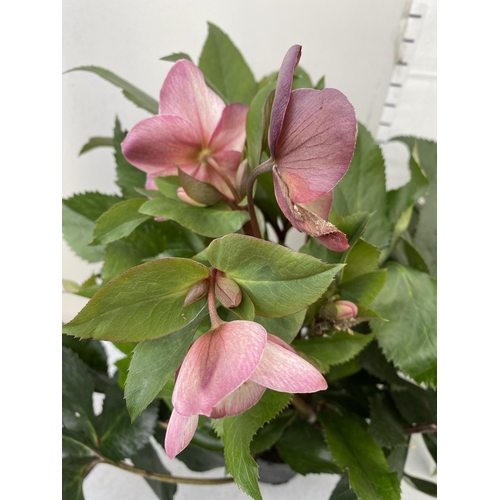 38 - THREE LARGE DARK PINK HELLEBORES 'ICE AND ROSE' IN 2 LTR POTS. APPROX 60CM IN HEIGHT IN FULL BLOOM. ... 