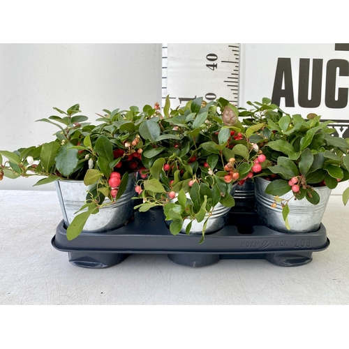 39 - EIGHT GAULTHERIA PERNYETTAS COVERED IN BERRIES IN DECORATIVE ALUMINIMUM PAILS. APPROX 25CM IN HEIGHT... 