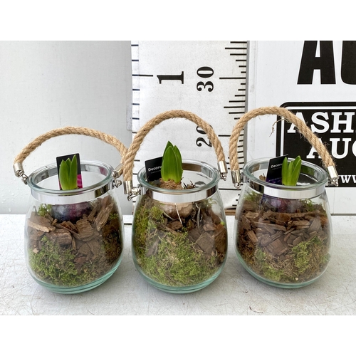 40 - THREE DECORATIVE GLASS VASES WITH ROPE HANDLES AND DIFFERING COLOURED HYACINTH BULBS INSIDE. VASES M... 