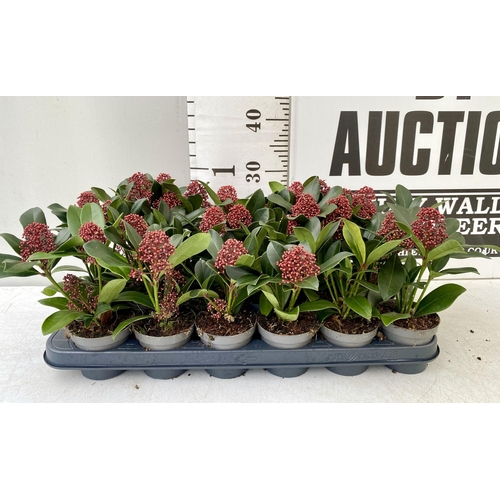 41 - EIGHTEEN RED SKIMMIA JAPONICA PLANTS IN 7CM POTS. APPROX 30CM IN HEIGHT TO BE SOLD FOR THE EIGHTEEN