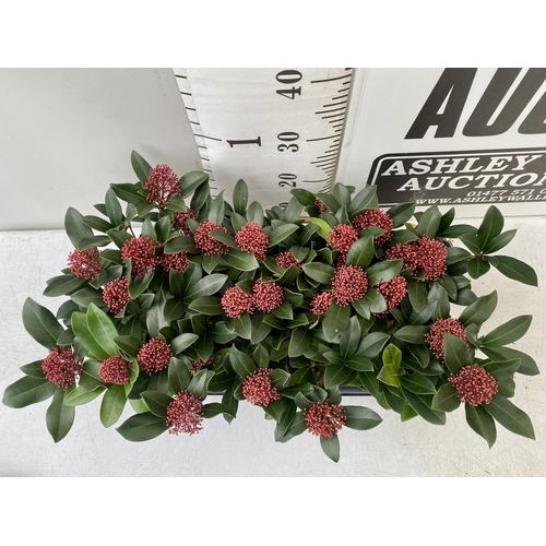 41 - EIGHTEEN RED SKIMMIA JAPONICA PLANTS IN 7CM POTS. APPROX 30CM IN HEIGHT TO BE SOLD FOR THE EIGHTEEN