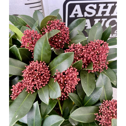 41 - EIGHTEEN RED SKIMMIA JAPONICA PLANTS IN 7CM POTS. APPROX 30CM IN HEIGHT TO BE SOLD FOR THE EIGHTEEN