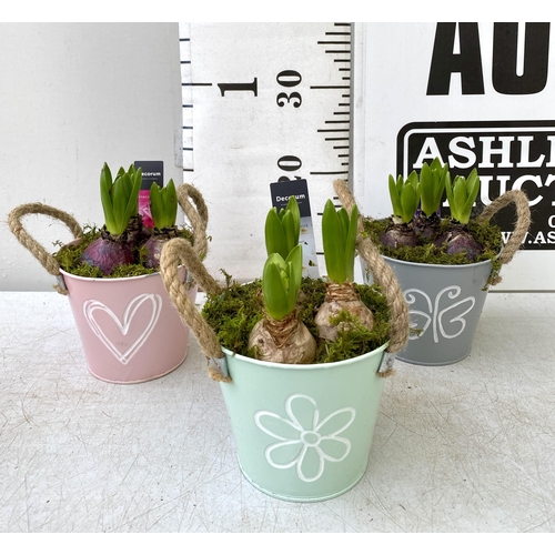 43 - THREE DECORATIVE ENAMEL PAILS FILLED WITH DIFFERENT COLOURED HYACINTHUS BULBS. PAILS WITH BULBS MEAS... 