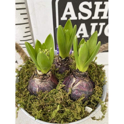 43 - THREE DECORATIVE ENAMEL PAILS FILLED WITH DIFFERENT COLOURED HYACINTHUS BULBS. PAILS WITH BULBS MEAS... 