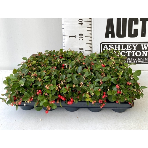 44 - FIFTEEN GAULTHERIA BIG BERRY IN 9CM POTS. APPROX 20CM IN HEIGHT ON A TRAY TO BE SOLD FOR THE FIFTEEN