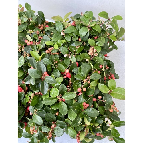 44 - FIFTEEN GAULTHERIA BIG BERRY IN 9CM POTS. APPROX 20CM IN HEIGHT ON A TRAY TO BE SOLD FOR THE FIFTEEN