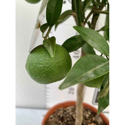 45 - ONE ORANGE TANGELO NOVA STANDARD FRUIT TREE. WITH FRUIT, APPROX 90CM IN HEIGHT. IN A 7LTR POT NO VAT