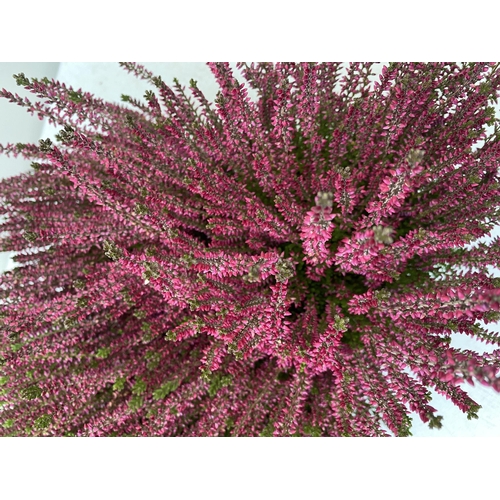 46 - EIGHT PINK HEATHER PLANTS IN 10CM POTS ON A TRAY. APPROX 30-40CM IN HEIGHT TO BE SOLD FOR THE EIGHT