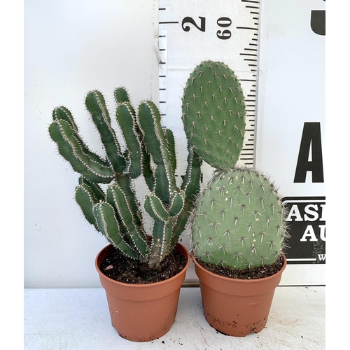 47 - TWO CACTUS HOUSE PLANTS IN 2 LTR POTS APPROX 50CM TALL. TO BE SOLD FOR THE TWO