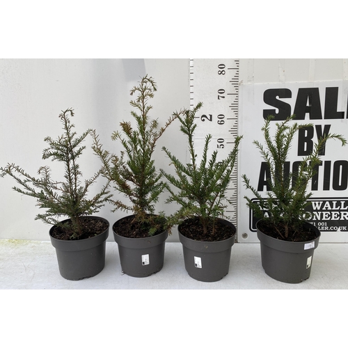 48 - FOUR YEW TAXUS BACCATA PLANTS HEDGING PLANTS APPROX 60-70CM IN HEIGHT IN 7 LTR POTS TO BE SOLD FOR T... 