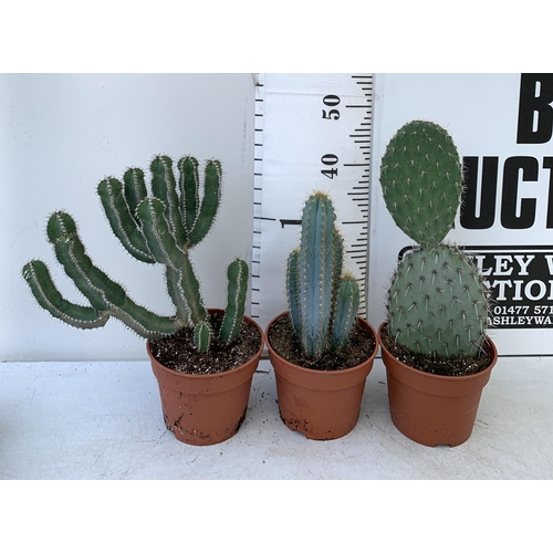 49 - THREE CACTUS HOUSE PLANTS IN 2 LTR POTS APPROX 50CM TALL. TO BE SOLD FOR THE THREE