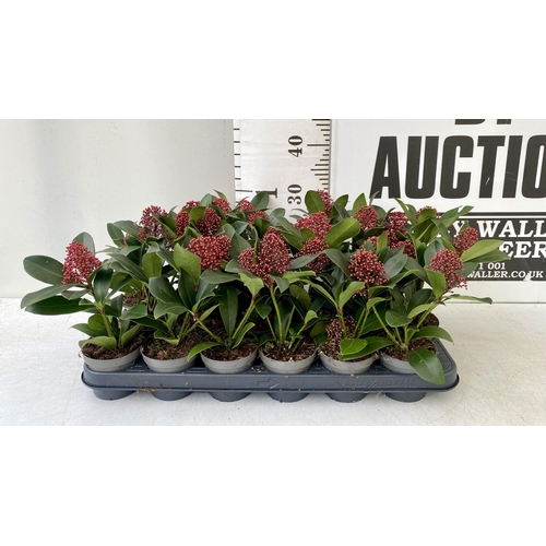 50 - EIGHTEEN RED SKIMMIA JAPONICA PLANTS IN 7CM POTS. APPROX 30CM IN HEIGHT TO BE SOLD FOR THE EIGHTEEN