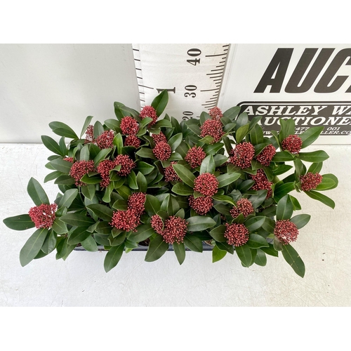 50 - EIGHTEEN RED SKIMMIA JAPONICA PLANTS IN 7CM POTS. APPROX 30CM IN HEIGHT TO BE SOLD FOR THE EIGHTEEN