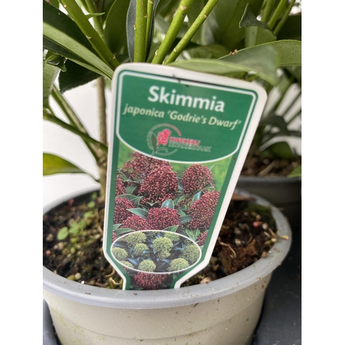 50 - EIGHTEEN RED SKIMMIA JAPONICA PLANTS IN 7CM POTS. APPROX 30CM IN HEIGHT TO BE SOLD FOR THE EIGHTEEN