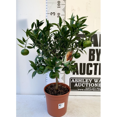 51 - ONE MANDARINO CITRUS FRUIT TREE WITH FRUIT. APPROX 90CM IN HEIGHT IN A 7 LTR POT. NO VAT