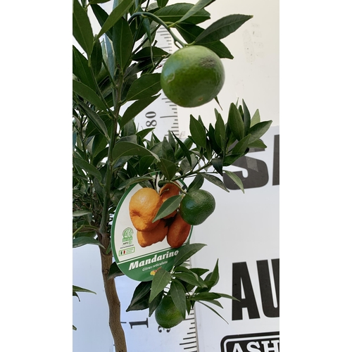 51 - ONE MANDARINO CITRUS FRUIT TREE WITH FRUIT. APPROX 90CM IN HEIGHT IN A 7 LTR POT. NO VAT