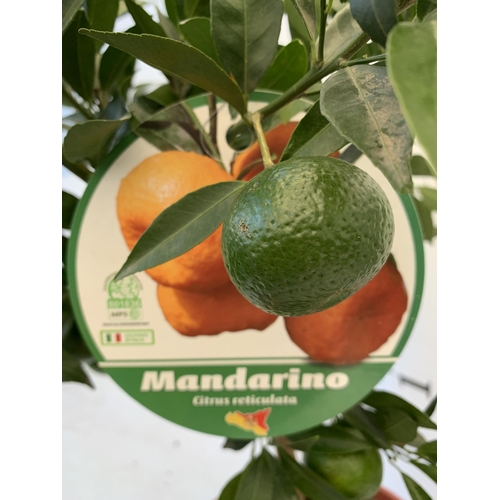 51 - ONE MANDARINO CITRUS FRUIT TREE WITH FRUIT. APPROX 90CM IN HEIGHT IN A 7 LTR POT. NO VAT