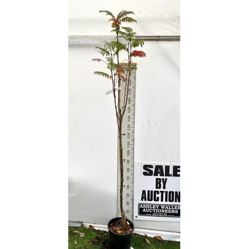 53 - ONE MOUNTAIN ASH SORBUS 'JOSEPH ROCK' APPROX 2.5 METRES. IN A 12 LTR POT, THIS IS AN UPRIGHT TREE WI... 