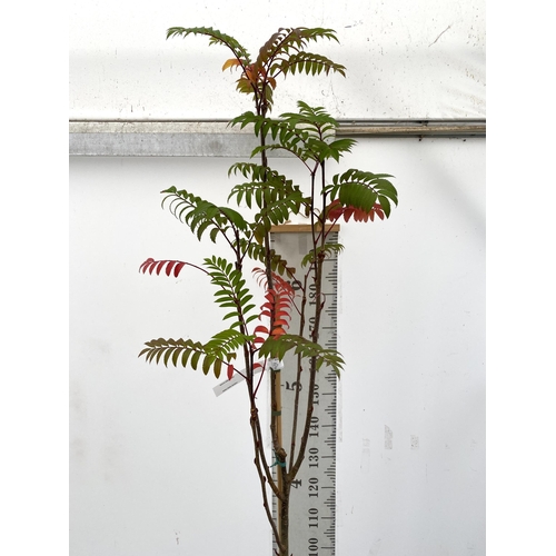 53 - ONE MOUNTAIN ASH SORBUS 'JOSEPH ROCK' APPROX 2.5 METRES. IN A 12 LTR POT, THIS IS AN UPRIGHT TREE WI... 