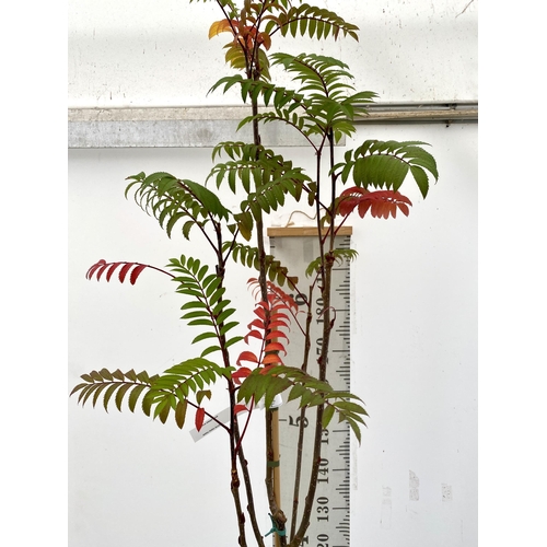 53 - ONE MOUNTAIN ASH SORBUS 'JOSEPH ROCK' APPROX 2.5 METRES. IN A 12 LTR POT, THIS IS AN UPRIGHT TREE WI... 