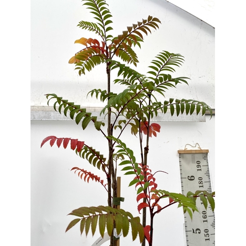 53 - ONE MOUNTAIN ASH SORBUS 'JOSEPH ROCK' APPROX 2.5 METRES. IN A 12 LTR POT, THIS IS AN UPRIGHT TREE WI... 