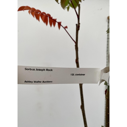 53 - ONE MOUNTAIN ASH SORBUS 'JOSEPH ROCK' APPROX 2.5 METRES. IN A 12 LTR POT, THIS IS AN UPRIGHT TREE WI... 