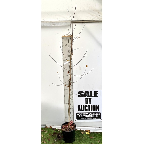 58 - ONE HIMALAYAN BIRCH BETULA UTILIS VARIETY JACQUEMONTII TREE OVER 2.5 METRES IN A 12 LTR POT. TREE HA... 