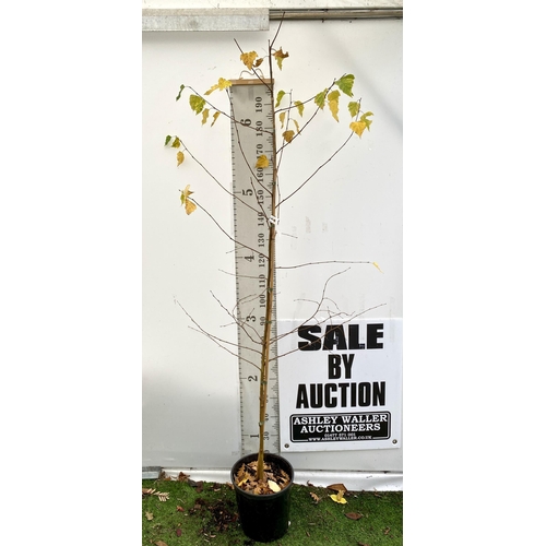 59 - ONE SILVER BIRCH BETULA ALBA PENDULA TREE OVER 2 METRES IN A 12 LTR POT. TREE HAS WHITE PEELING BARK... 