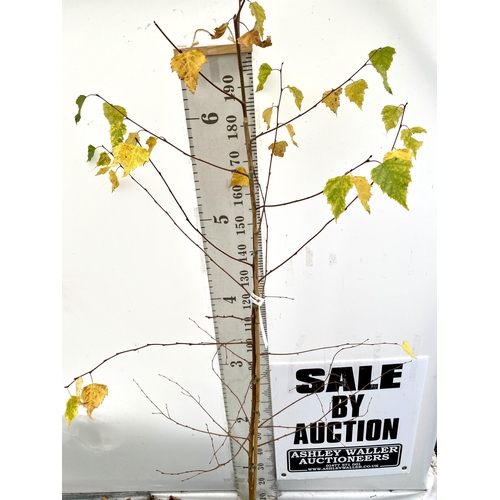 59 - ONE SILVER BIRCH BETULA ALBA PENDULA TREE OVER 2 METRES IN A 12 LTR POT. TREE HAS WHITE PEELING BARK... 